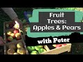 Fruit trees  apples and pears  garden ideas  peter seabrook