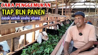 PENGGEMUKAN KAMBING PANEN TIAP BULAN , BEGINI CARANYA