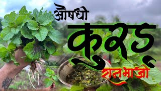 करड सरवत जसत औषध गणधरम असलल भज करड रनभज Kurdu Ranbhaji Healthy Vegetable