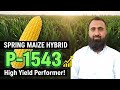 High Yield Spring Maize Hybrid P-1543 | Bilal Kanju Official 