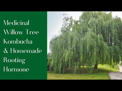 Video: Purple willow in medicine and landscaping