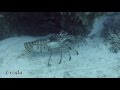 Spiny lobster courtship , Cozumel , Mexico