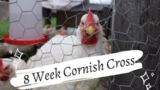 Are Cornish Cross Chickens REALLY Worth Raising Yourself? by Good Honest Living 6,473 views 2 years ago 15 minutes