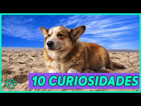 Vídeo: Os benefícios dos probióticos para cães