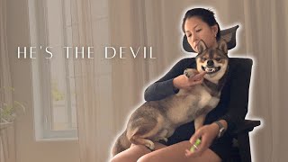 ANXIOUS SHIBA INU gets a nail trim...he hurt me 😥 by Aoki and Anaïs 1,299 views 9 months ago 3 minutes, 55 seconds