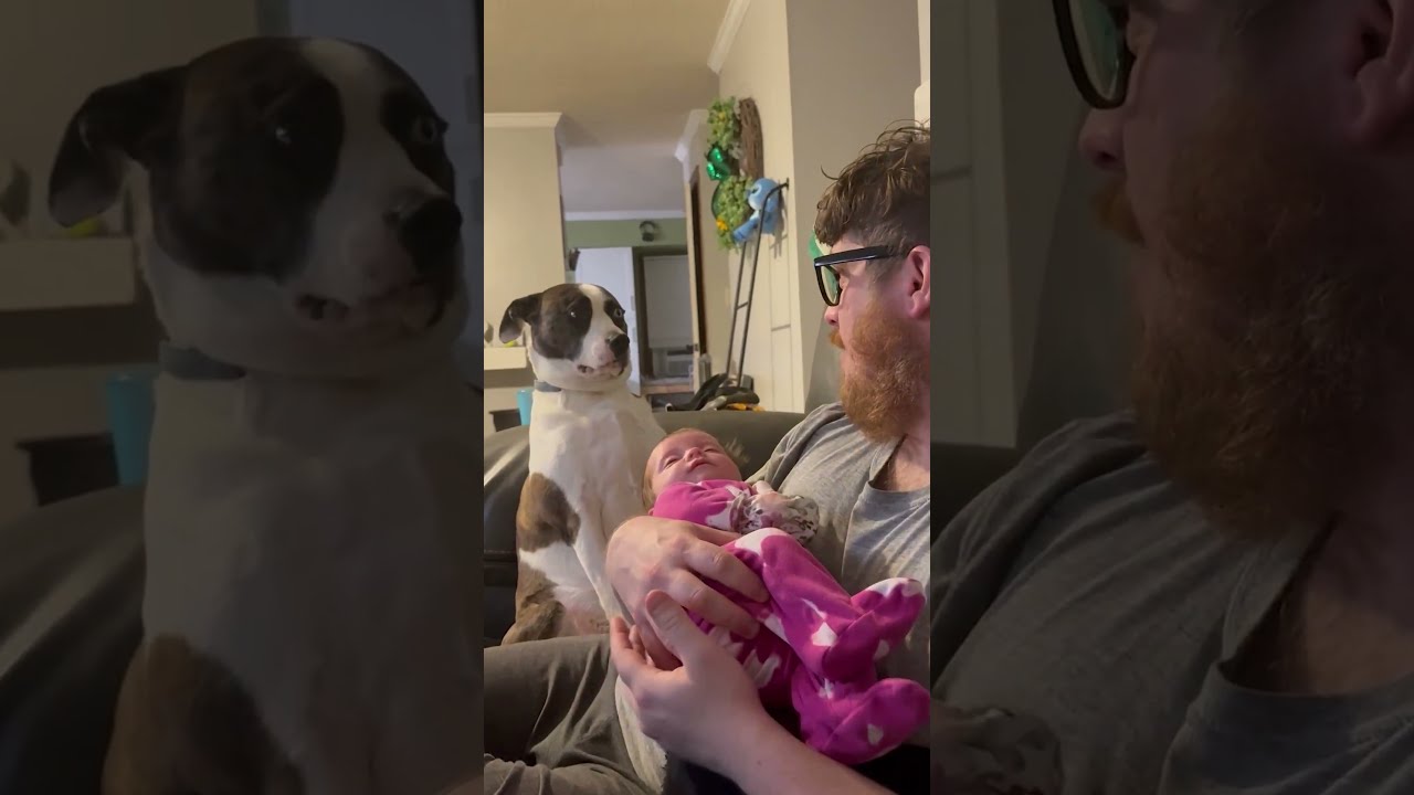 Dog Makes Hilarious Face After Hearing Joke From Man