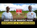 Il plante 3500ha de manioc pour lutter contre le bl russe