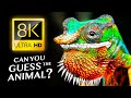 GUESS THE ANIMALS 🐘🐊🦉🐍 8K ULTRA HD