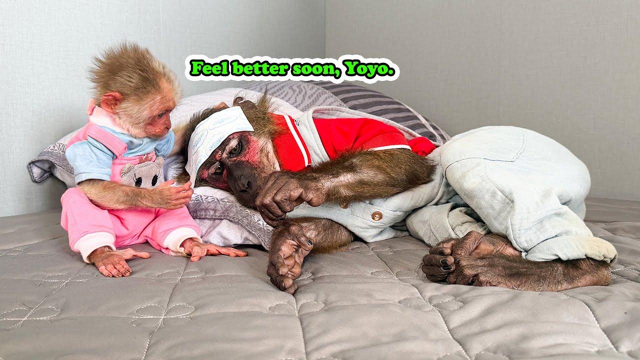 So Caring! How Baby Monkey Yuli Looks After YoYo Jr When He’s Sick