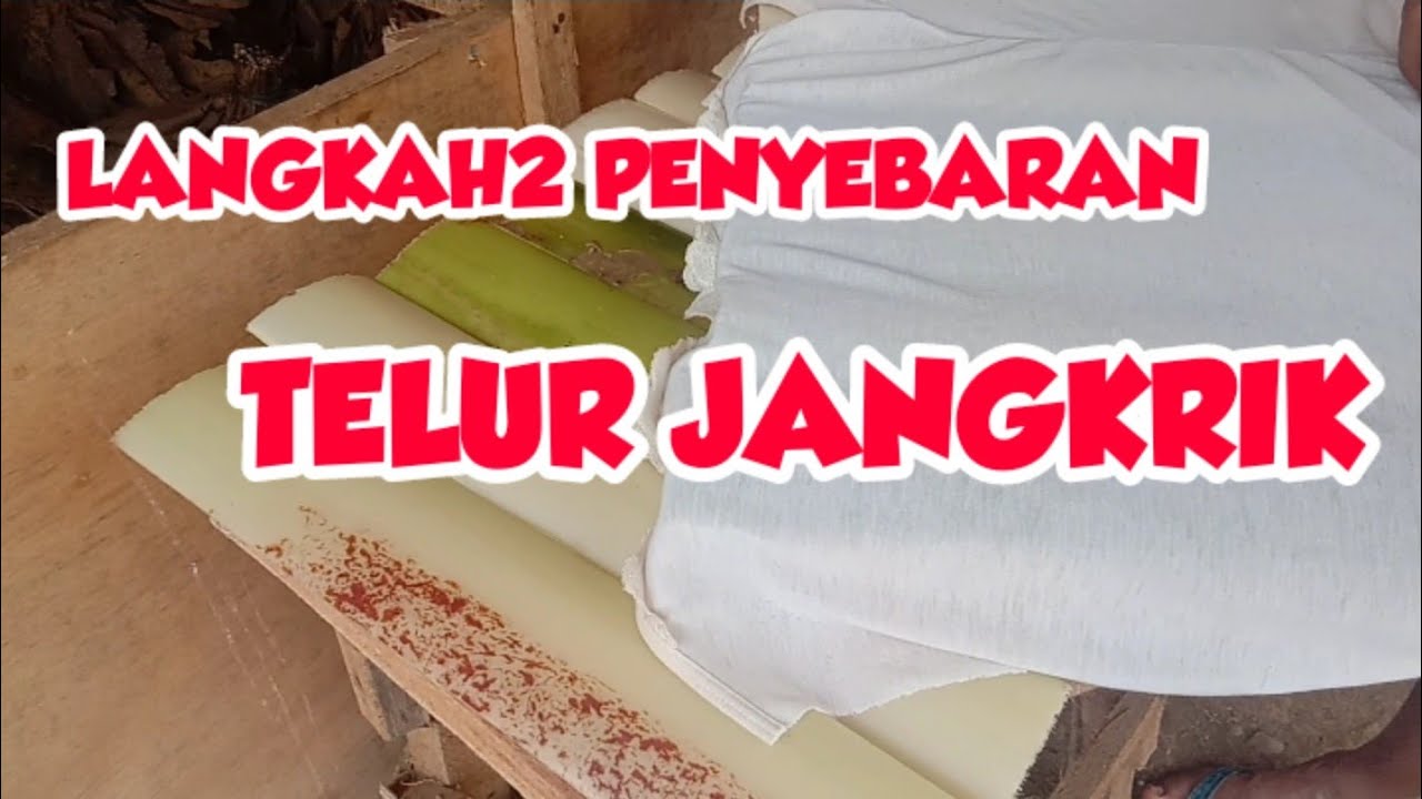Cara awal menyiapkan telur jangkrik baru menetas untuk ternak jangkrik