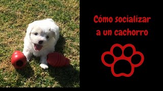 Los cuidados del cachorro: estimulación