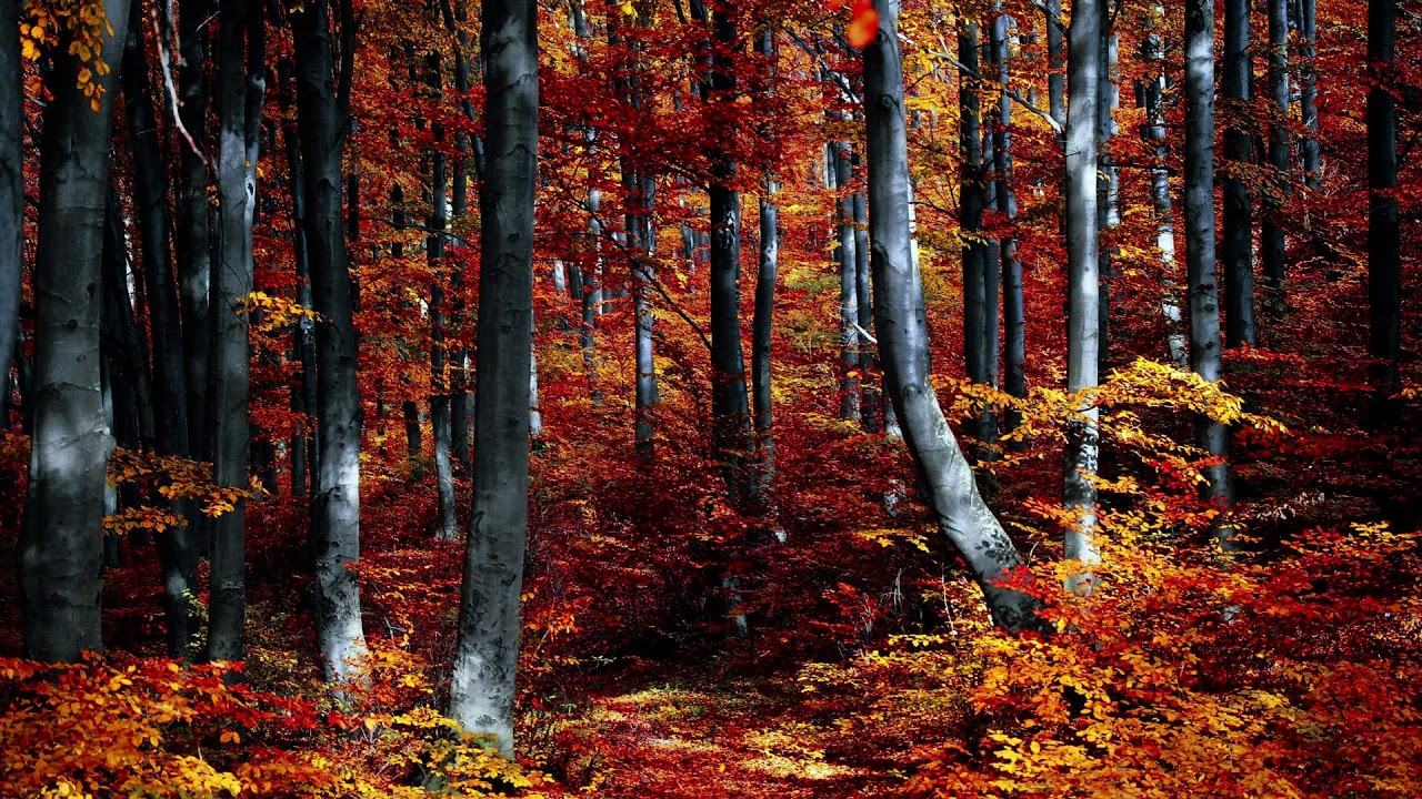 🍂 Golden Forest Whispers 🎹 Relaxing Piano Music 🌙 Sleep Study Work Focus