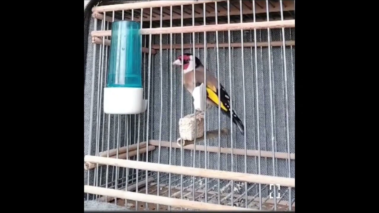 توليعة مع عمي نور الدين