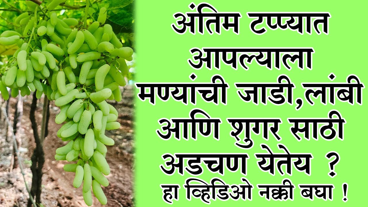 अंतिम टप्प्यात आपल्याला मण्यांची जाडी,लांबी आणि #शुगरसाठी #अडचण येतेय ? हा व्हिडिओ नक्की बघा !