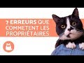 7 erreurs à ne pas commettre quand on a un chat