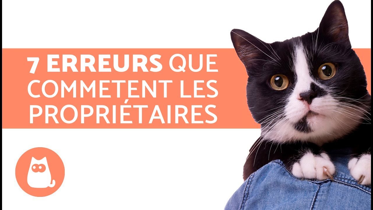 7 Erreurs A Ne Pas Commettre Quand On A Un Chat Youtube 7 Erreurs A Ne Pas Commettre Quand On A Un Chat Youtube