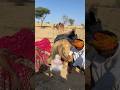 ف ي ٱلص ح ر اء و ب س ب ب ش د ة ٱل ح ر ار ة خ ر ج ت ر غ و ة ك الل ؤ ل ؤ م ن خ ل ف ٱل ج
