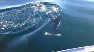 Dalls Dolphins