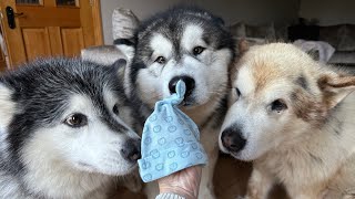 Introducing Newborn Baby To Our Dogs! They're So Excited!!