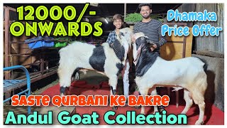 12000/- Onwards Saste Qurbani Ke Bakre In Pune | Andul Goat Collection |@Rizwankranti