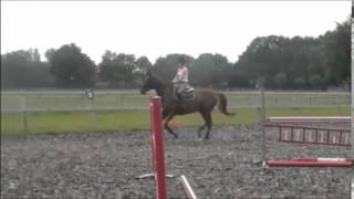 12yo KWPN mare jump under saddle