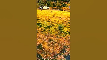 Bunny Racing and Ruby Catching Up#rabbits#bunnies#game#race#chase