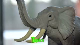 How to write an Animal Report Note Taking African Elephants Discovery4