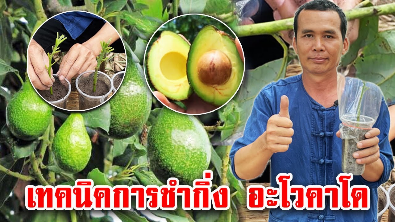 เทคนิคการชำกิ่งอะโวคาโด