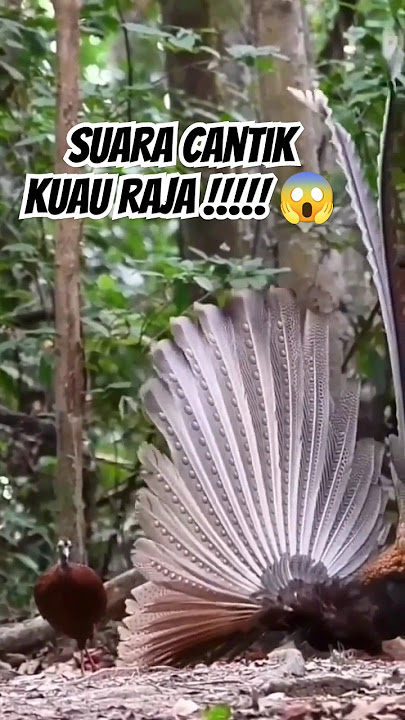THE VOICE OF THE KING KUAU BIRD! MANY DON'T KNOW, #bird #kuauraja #voice #viral #shorts
