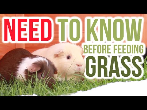 How to Feed Grass to Guinea Pigs