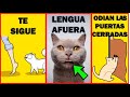 8 comportamientos extraños de los gatos