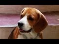 Amazing Dog Trained by Praveen
