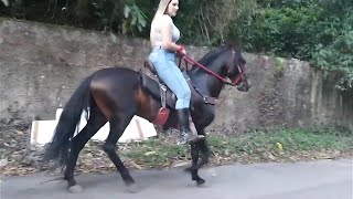 Sexy Girl Riding Horse on Road | Cavalos | #horse #horseriding