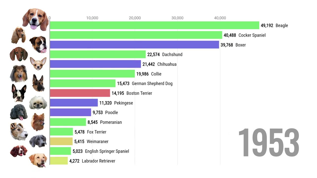 Most Popular Dog Breeds 1950 2009 YouTube Most Popular Dog Breeds 1950 2009 YouTube