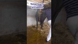 “Vet rescued dehydrated cattle with fountain like diarrhoea “