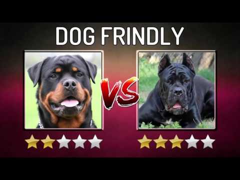 Rottwiler VS Buldog It Davası