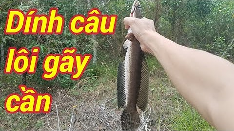 Cắm câu cá lóc mùa khô | Nguyễn Tâm