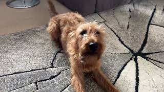 Irish Terrier wants to chat