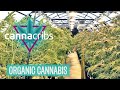 Inside americas top organic cannabis farm oregons yerba buena