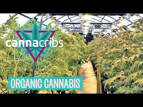 Vídeo: Herba De Cànnabis