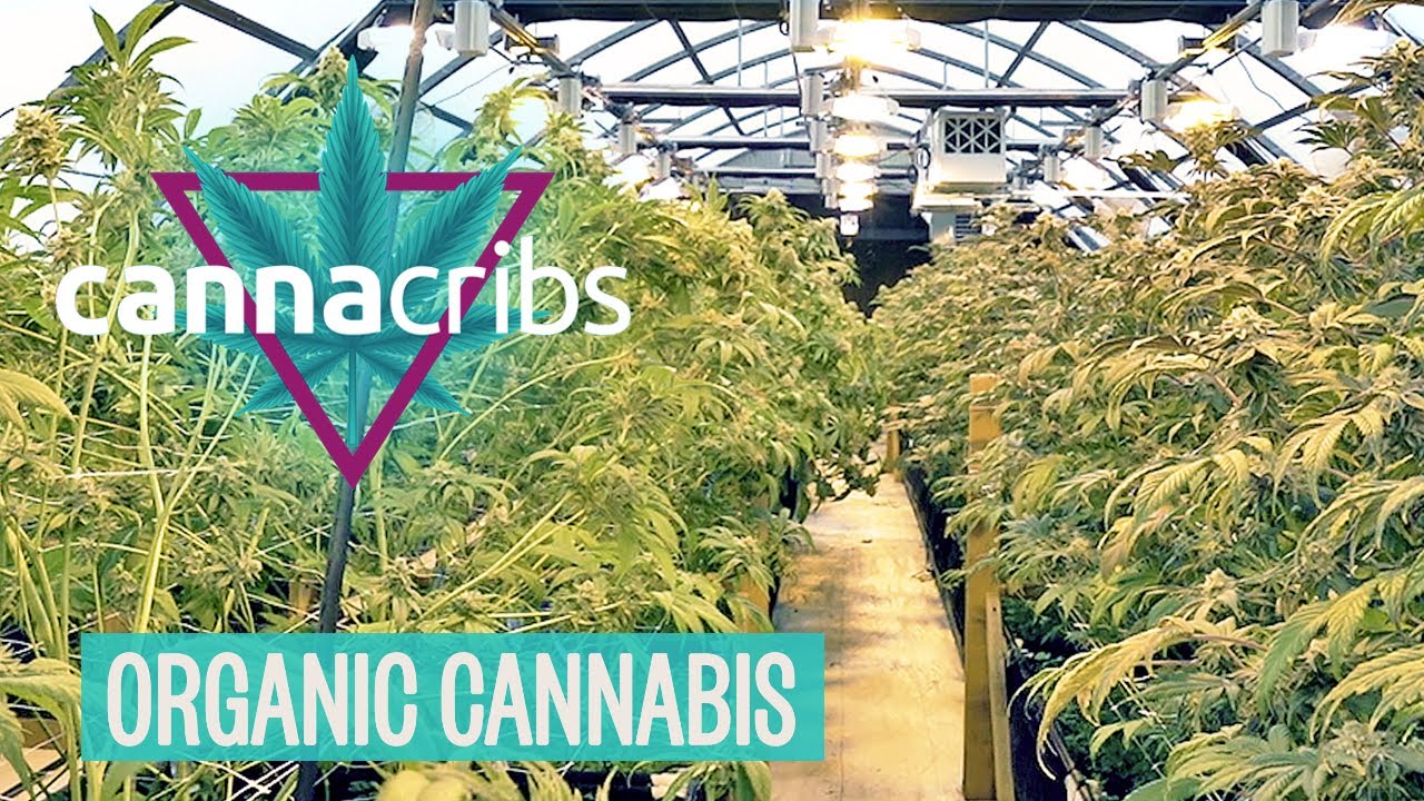 大麻害虫控制 螨虫 蚜虫 蓟马 白粉病 Bte365官网在线投 大麻害虫控制 螨虫 蚜虫 蓟马 白粉病 Bte365官网在线投