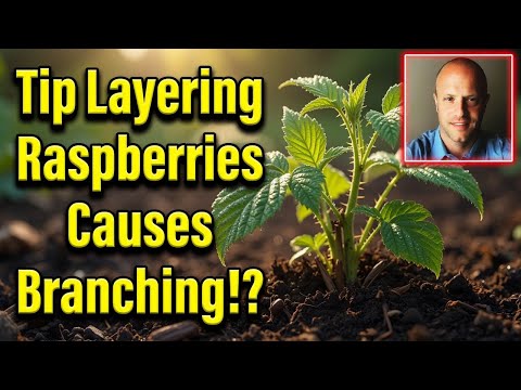 Tip Layering Raspberries Causes Branching!