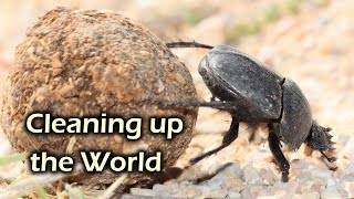 The life of the Dung beetle. Minidocumentary