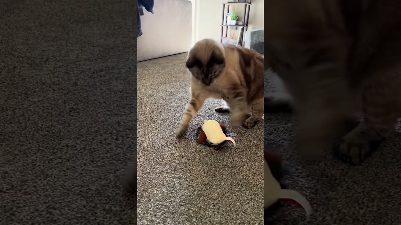 He's like a playful kitten again with this flapping bird cat toy! 