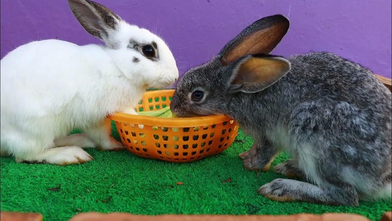 Baby Rabbits Eating Cucumber So Delicious YouTube