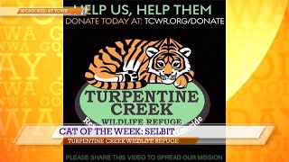 Cat Of The Week Selbit