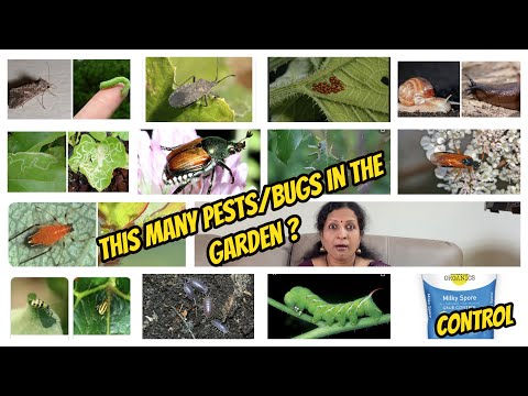 Video: Si të merreni me aphids në tranguj jashtë
