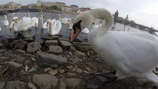 Лебеди в Праге.