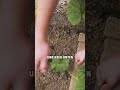 #mais #zuckermais #selbstversorgung #opensourceseeds #gartentipps #nachhaltigkeit #gemüseanbau
