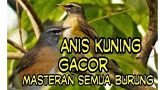 Anis kuning (anis siberia) gacor 100% ampuh untuk masteran semua burung